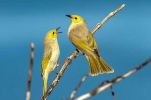 plumagem branca honeyeater dentro Austrália foto