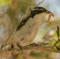 garganta branca honeyeater dentro Austrália foto