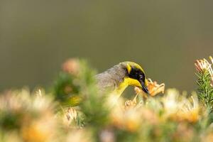 tufo amarelo honeyeater dentro Austrália foto