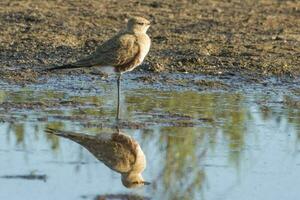 australiano pratincole dentro Austrália foto