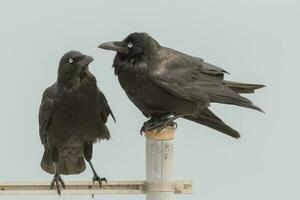 australiano Raven dentro Austrália foto