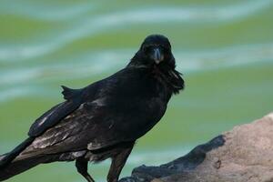 australiano Raven dentro Austrália foto