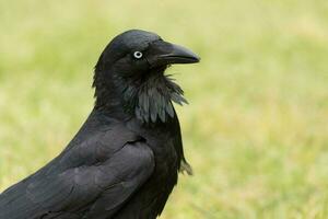 australiano Raven dentro Austrália foto