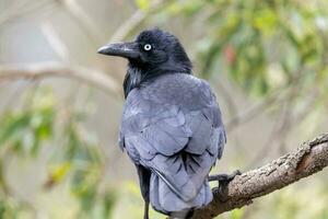 australiano Raven dentro Austrália foto