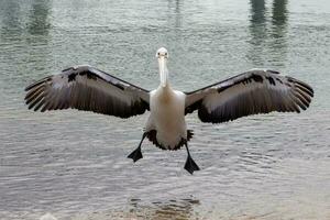 australiano branco pelicano foto