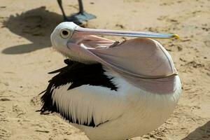 australiano branco pelicano foto