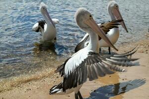australiano branco pelicano foto