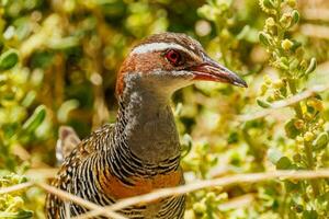 buff-banded trilho dentro australasia foto