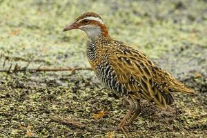 buff-banded trilho dentro australasia foto