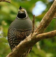 Califórnia Codorna dentro australasia foto