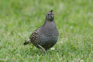 Califórnia Codorna dentro australasia foto