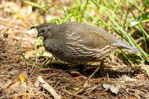 Califórnia Codorna dentro australasia foto