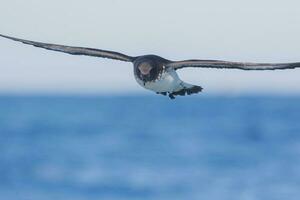 capa petrel dentro australasia foto