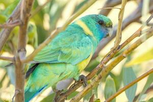 cloncurry ringneck papagaio foto