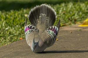 com crista Pombo dentro Austrália foto