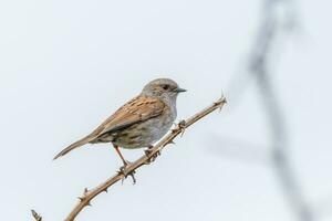 dunnock cerca pardal foto