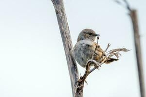 dunnock cerca pardal foto