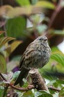 dunnock cerca pardal foto