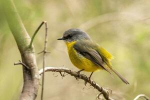 robin amarelo oriental foto