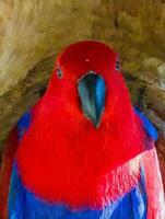 eclectus papagaio dentro Austrália foto