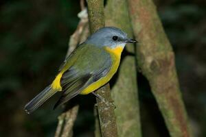 robin amarelo oriental foto