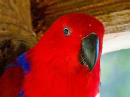 eclectus papagaio dentro Austrália foto