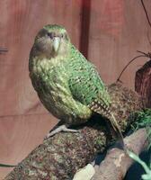 kakapo ameaçadas de extinção noite papagaio do Novo zelândia foto