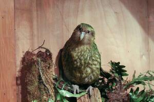 kakapo ameaçadas de extinção noite papagaio do Novo zelândia foto