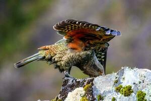 kea alpino papagaio do Novo zelândia foto