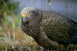 kea alpino papagaio do Novo zelândia foto