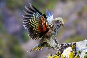 kea alpino papagaio do Novo zelândia foto