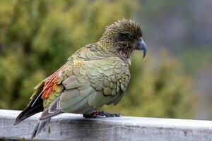 kea alpino papagaio do Novo zelândia foto