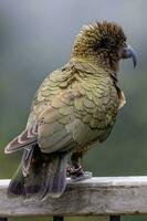 kea alpino papagaio do Novo zelândia foto