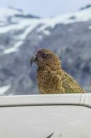 kea alpino papagaio do Novo zelândia foto