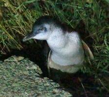 pequeno azul ou fada pinguim foto