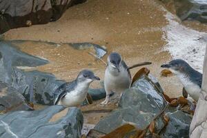 pequeno azul ou fada pinguim foto