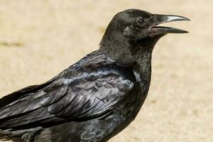 pequeno Raven dentro Austrália foto