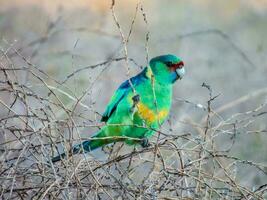 mallee ringneck papagaio foto