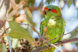 almíscar Lorikeet dentro Austrália foto