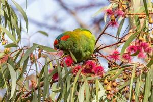 almíscar Lorikeet dentro Austrália foto