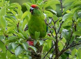 Norfolk ilha verde papagaio foto