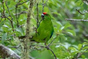 Norfolk ilha verde papagaio foto