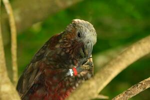 norte ilha kaká papagaio foto