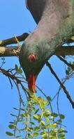 kereru Novo zelândia Pombo foto