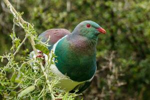 kereru Novo zelândia Pombo foto