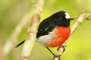 pacífico robin dentro Austrália foto