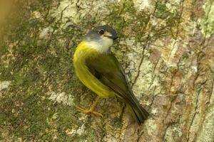 pálido amarelo robin foto