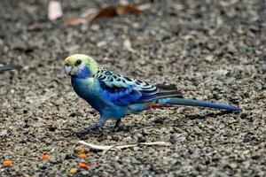 cabeça-pálida Rosella dentro Austrália foto