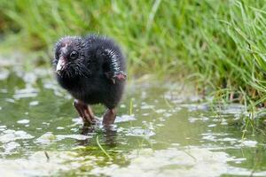 vomitar roxa swamphen foto