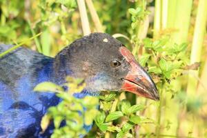 vomitar roxa swamphen foto